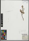 Foto von Salix repens subsp. repens L.